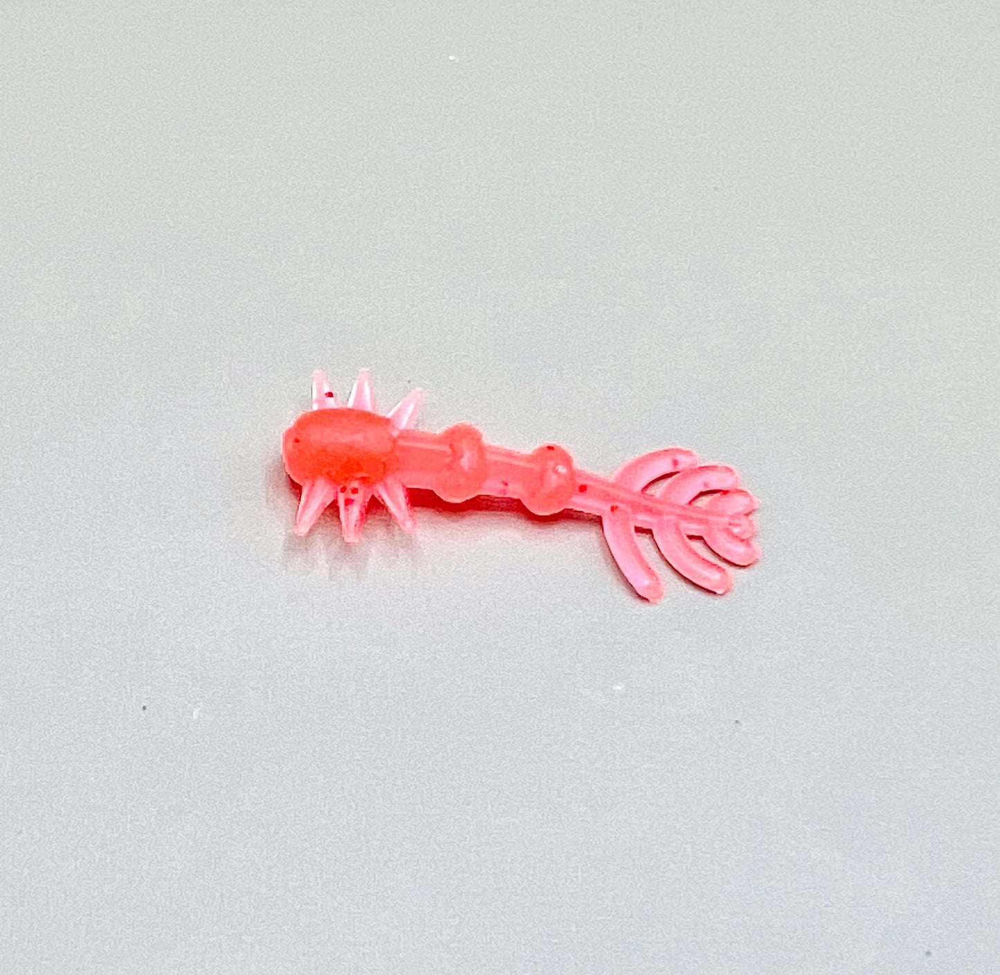 Fantail Grub