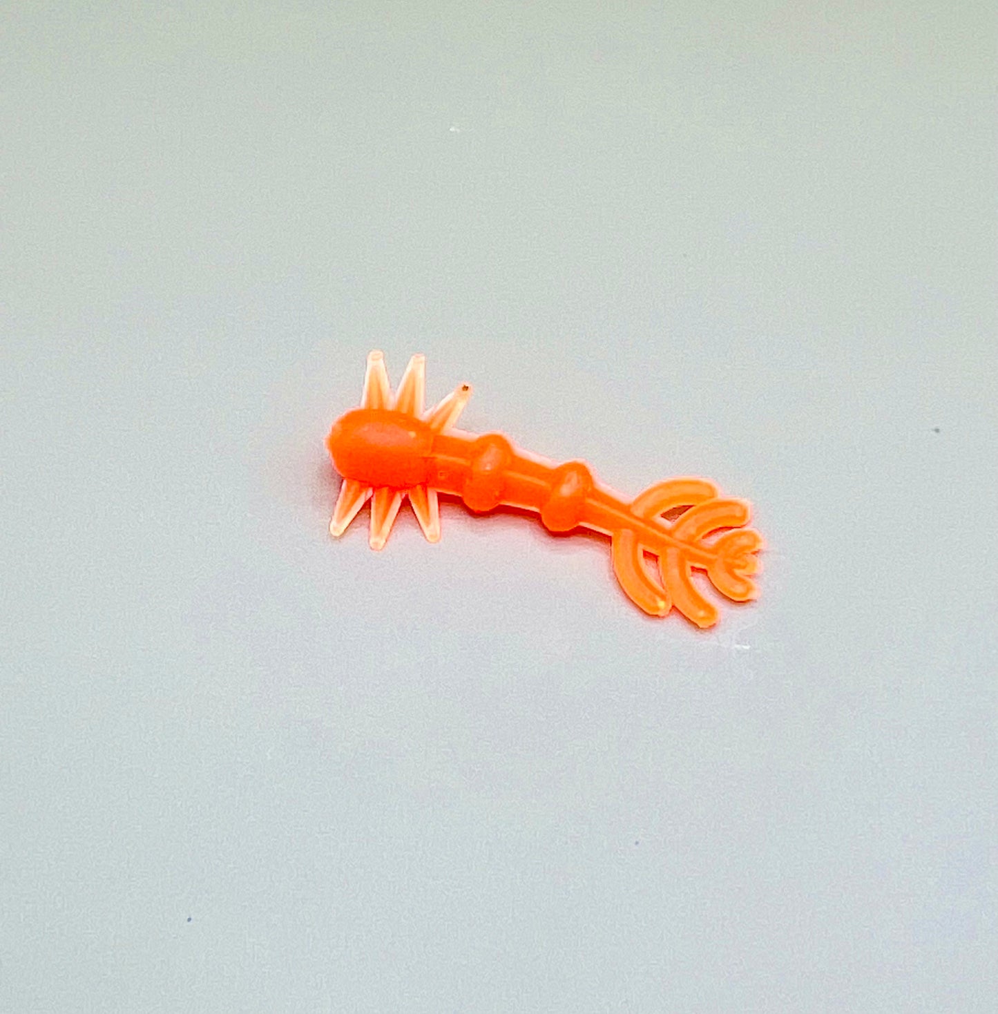 Fantail Grub